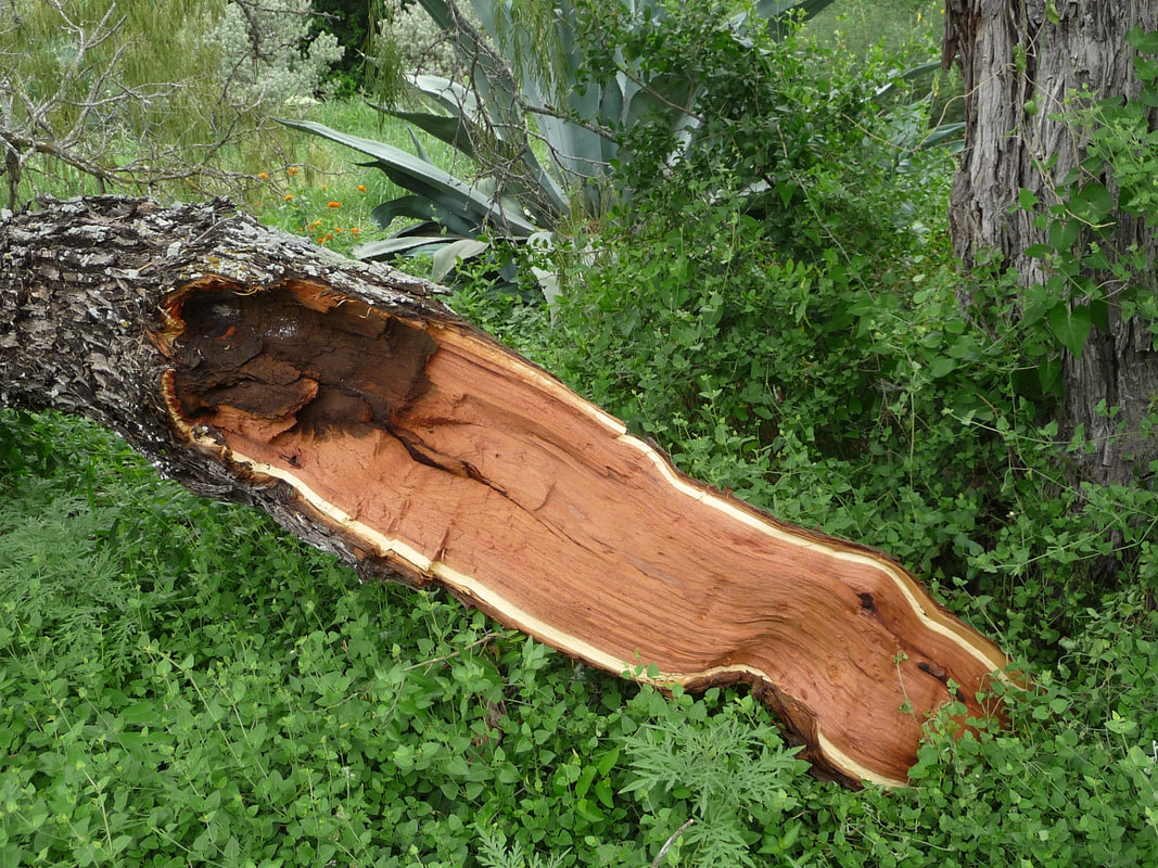 A dead tree trunk at the San Antonio Botanic Gardens