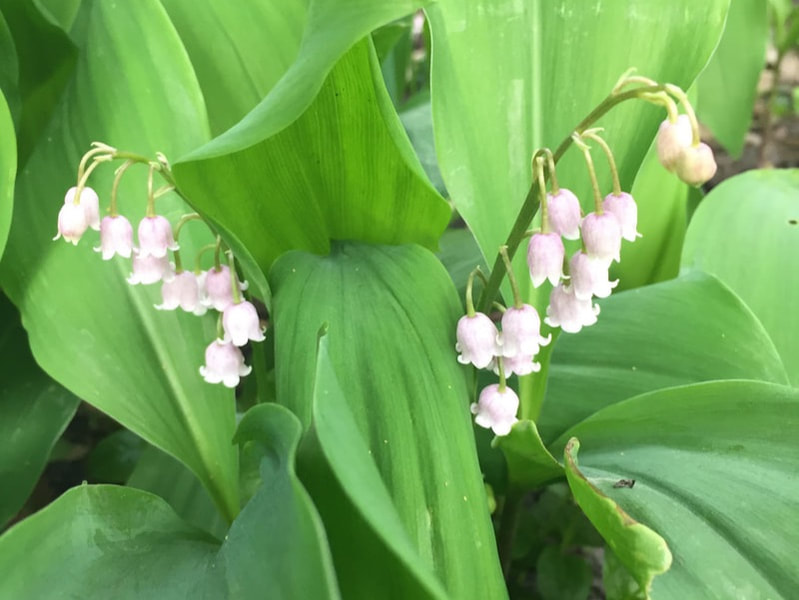 Pink Lily of the Valley from my garden!