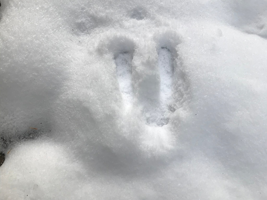 Rabbit prints in the snow