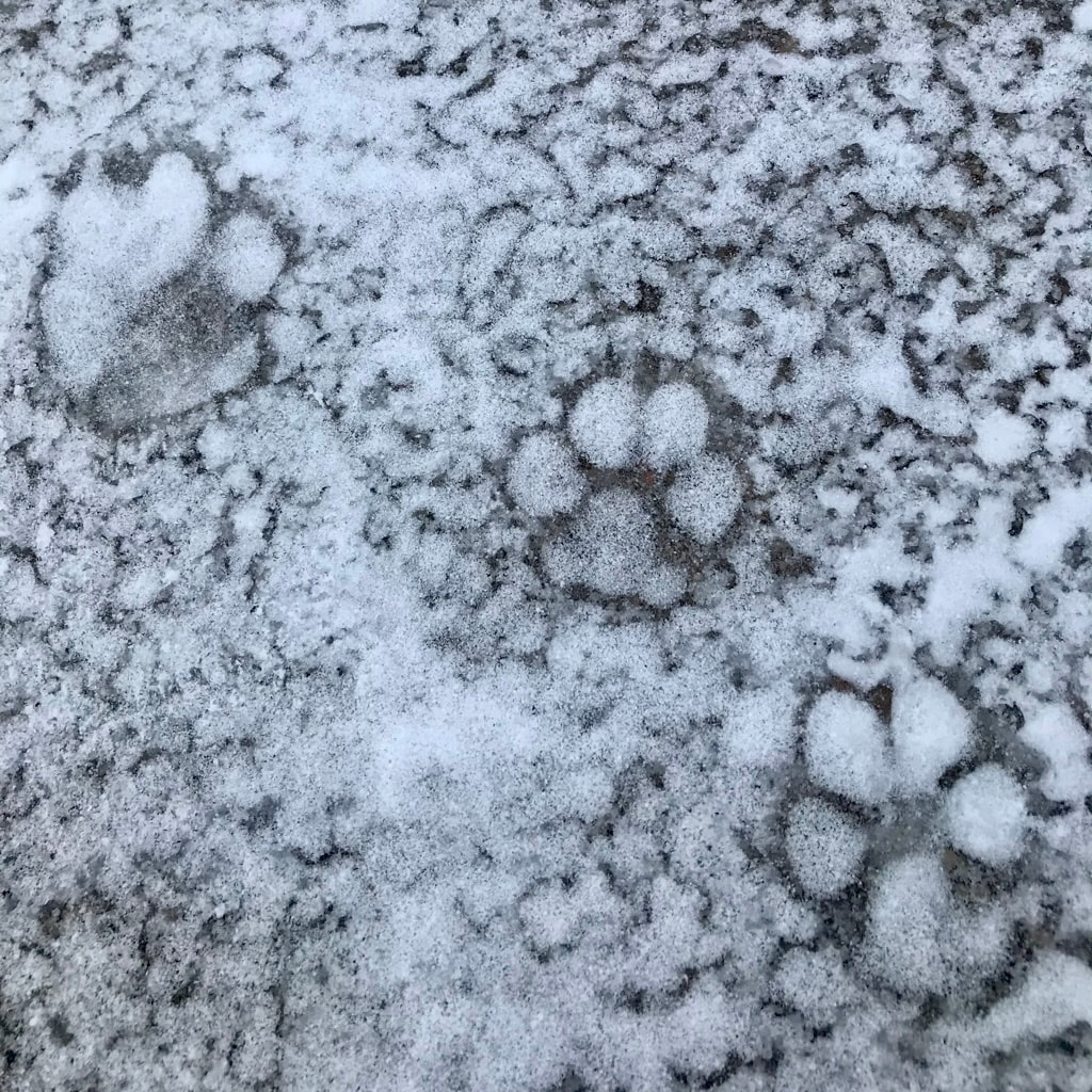 Dog prints in the snow