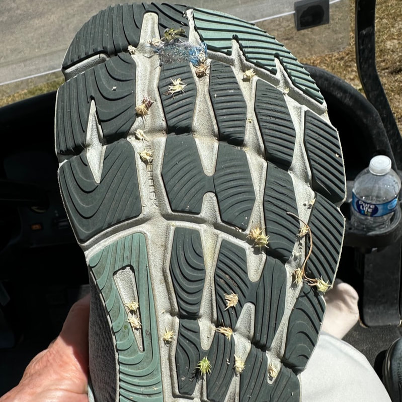 Sand spurs on bottom of athletic shoe